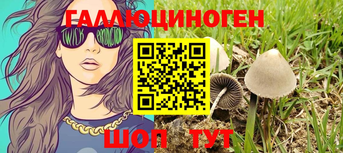 Каменка  купить наркотики сайты  Вход с VPN  Псилоцибиновые грибы Magic Shrooms 